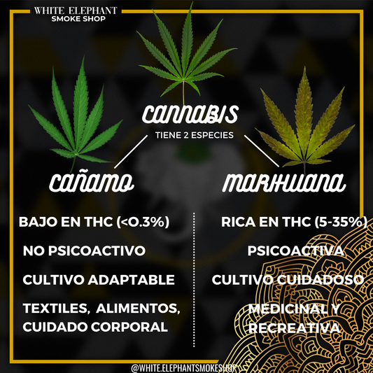 Diferencia entre Cáñamo y Marihuana